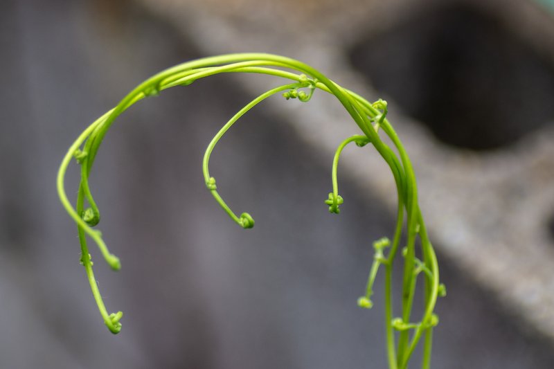 Japanese Climbing Fern photo 8