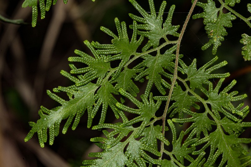 Lygodium kerstenii