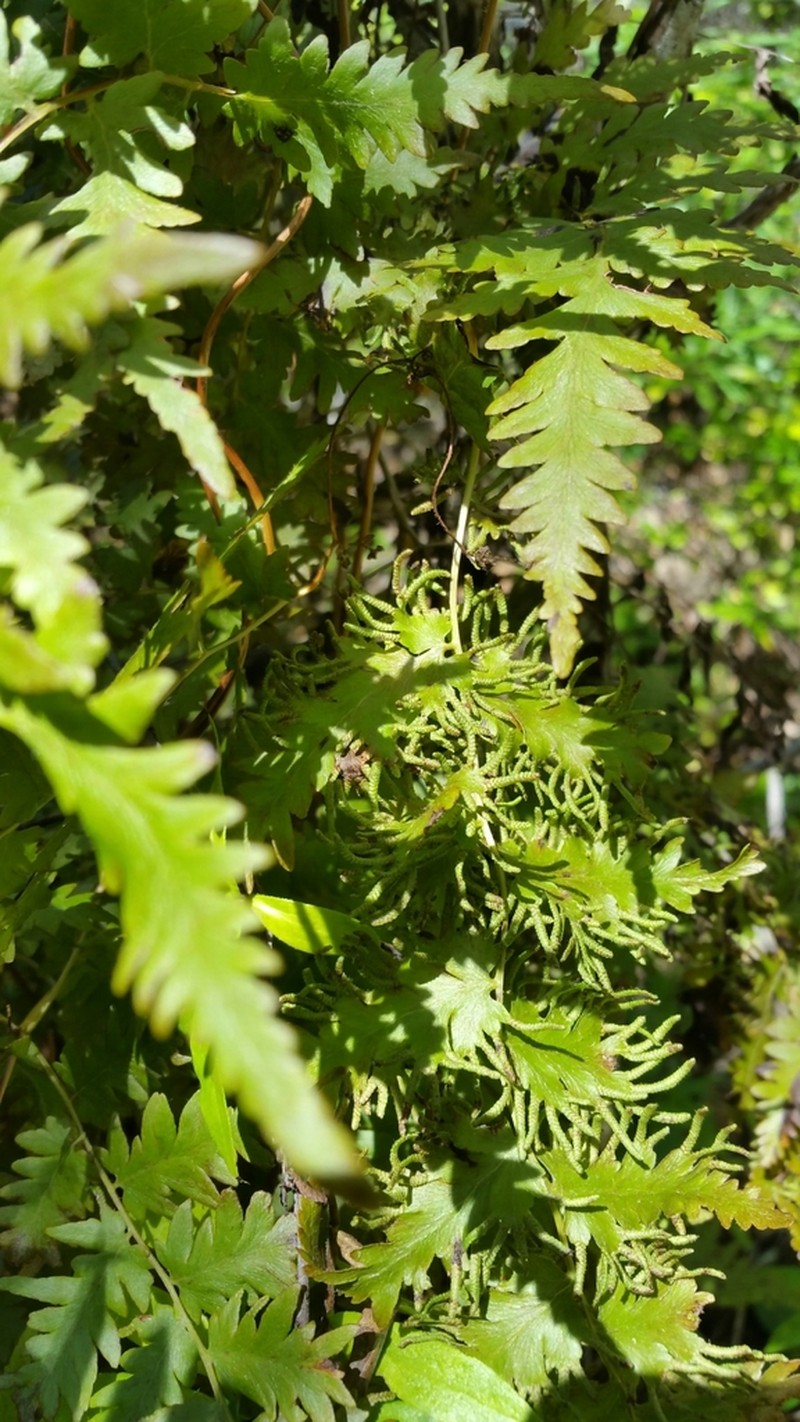Lygodium kerstenii photo 2