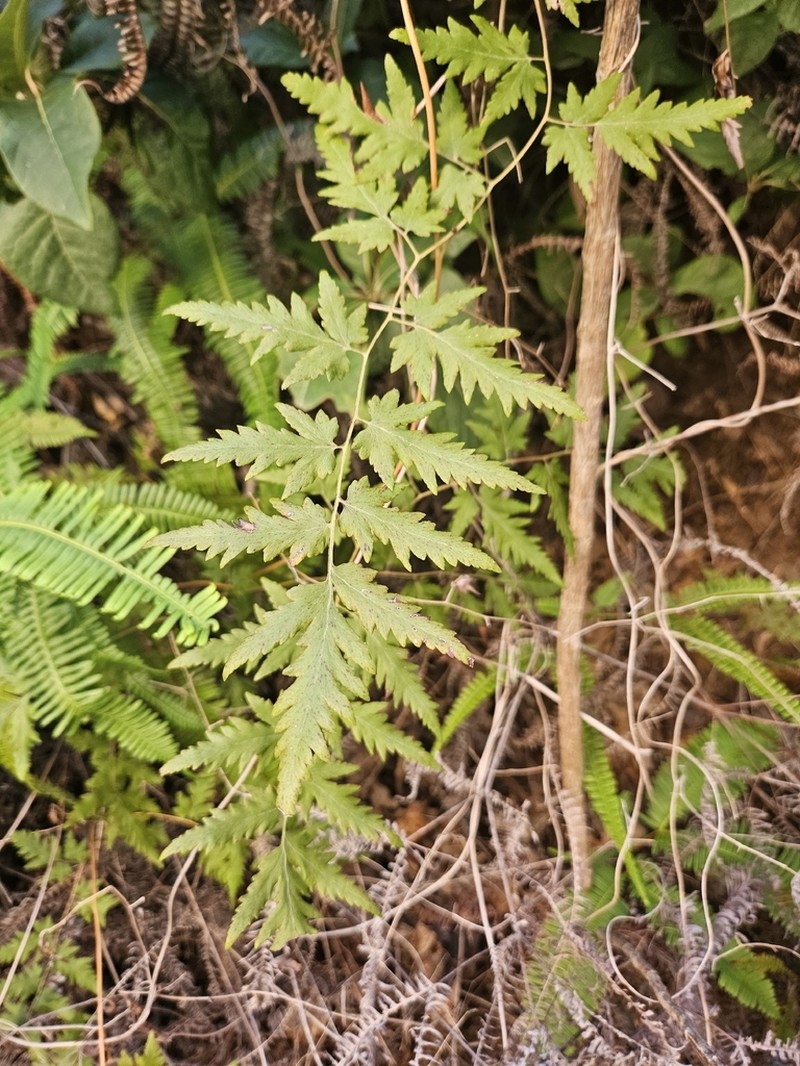 Lygodium kerstenii photo 3