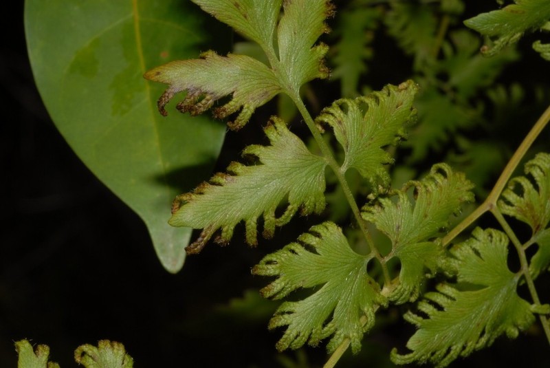 Lygodium kerstenii photo 4