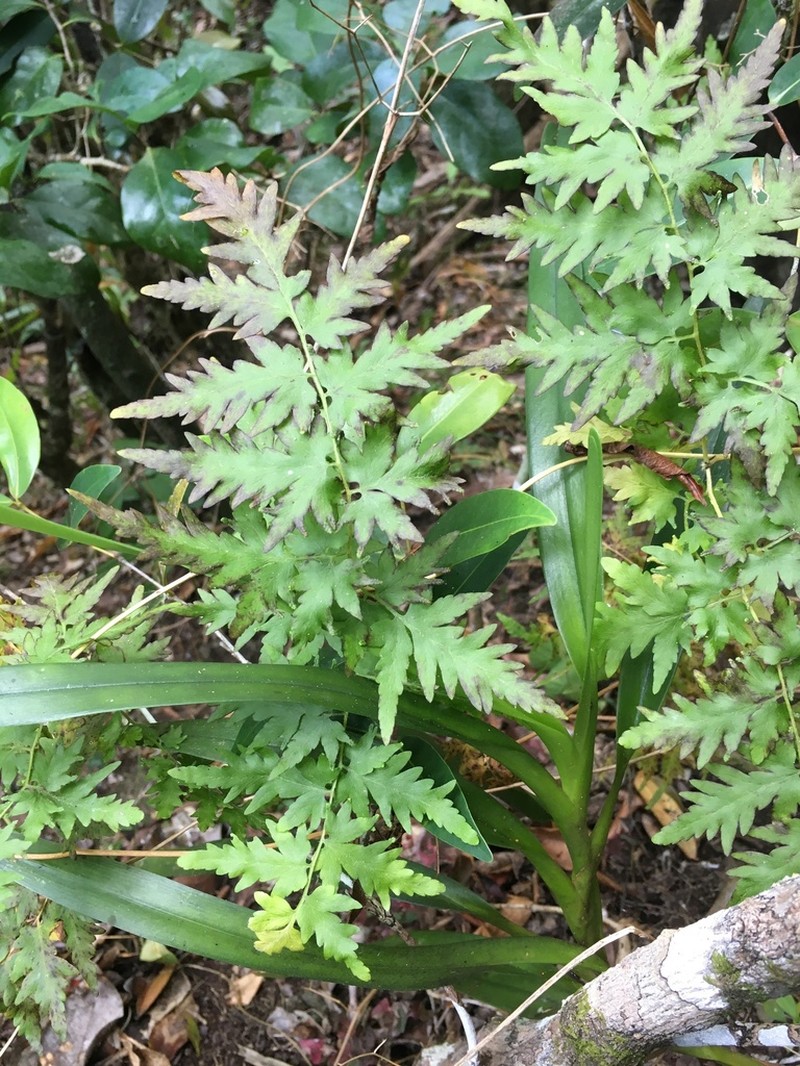 Lygodium kerstenii photo 5