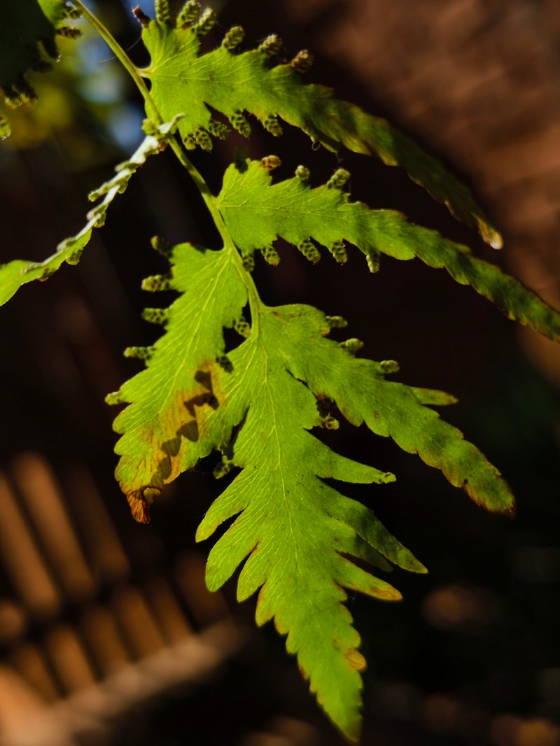 Lygodium kerstenii photo 6
