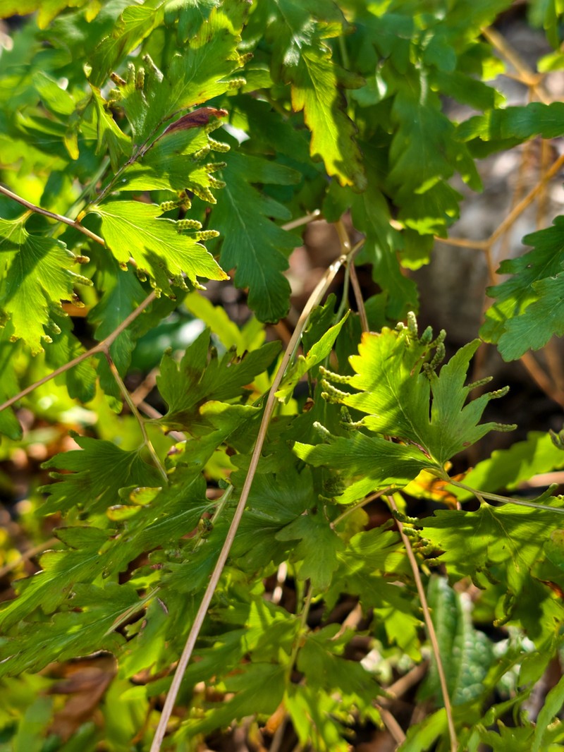 Lygodium kerstenii photo 7