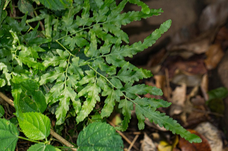Lygodium kerstenii photo 8