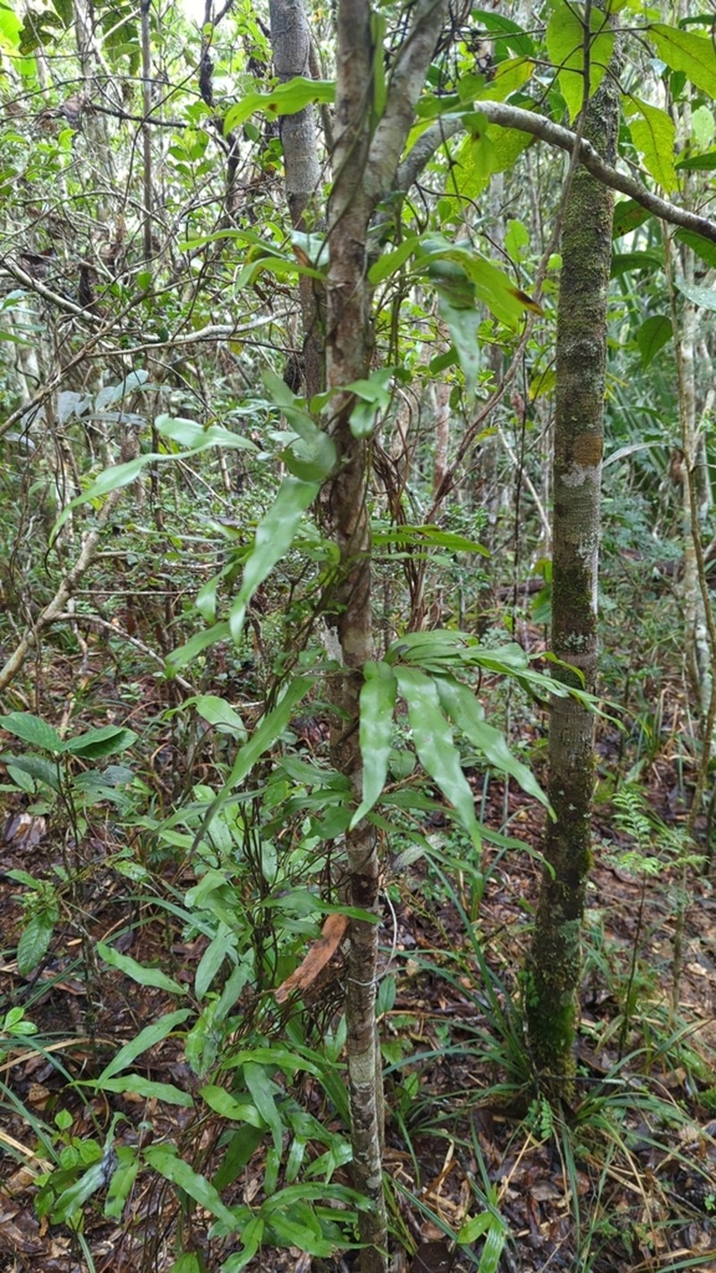 Lygodium lanceolatum