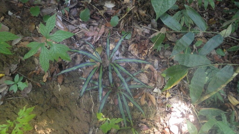 Lygodium lanceolatum photo 2