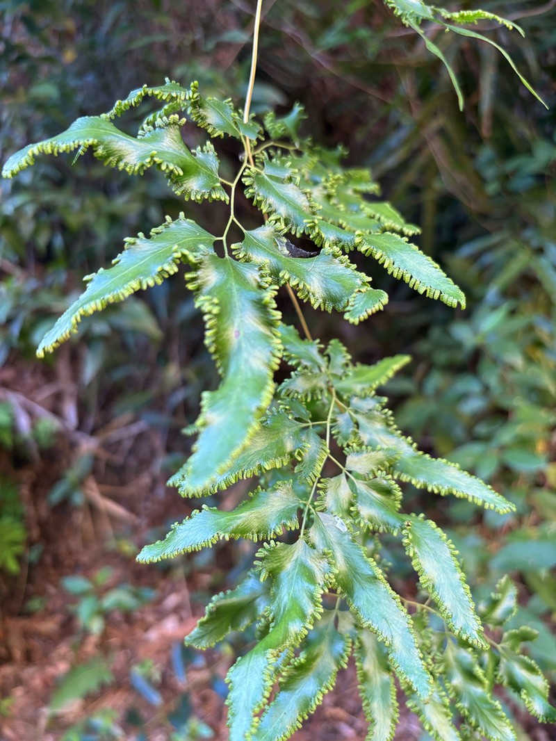 Lygodium lanceolatum photo 3
