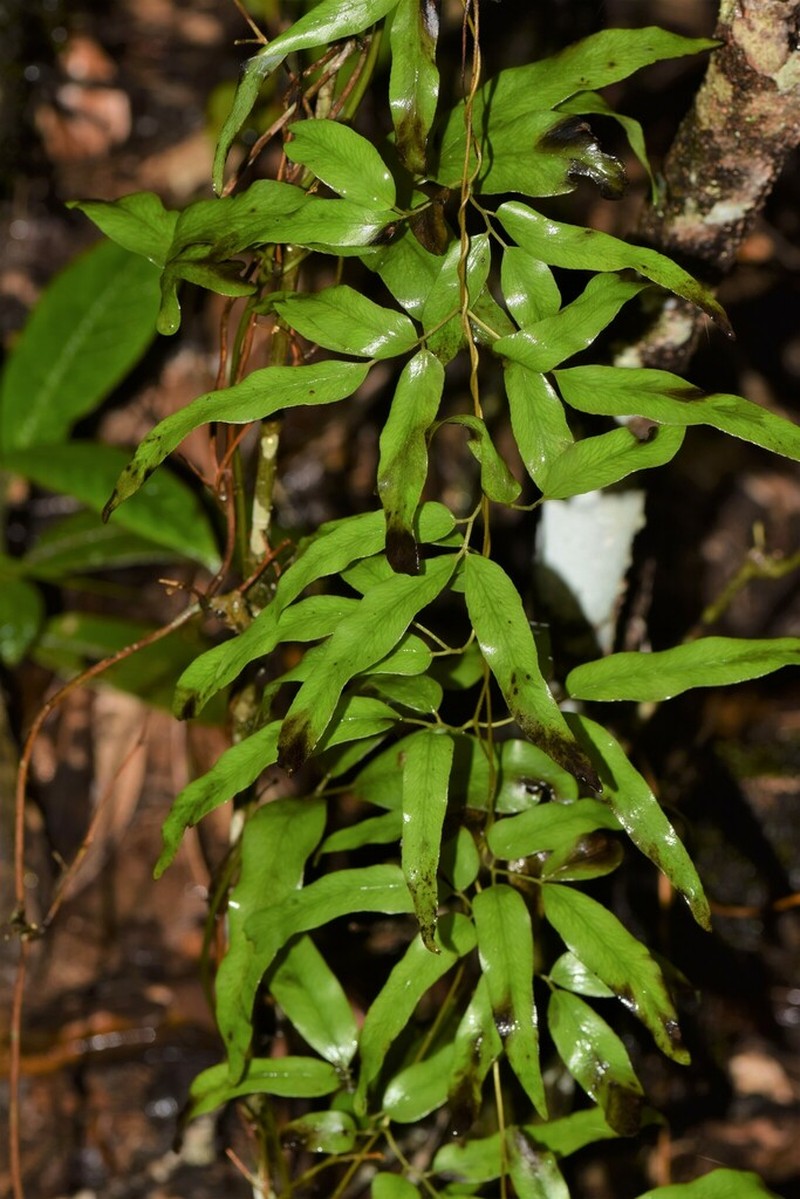 Lygodium lanceolatum photo 4