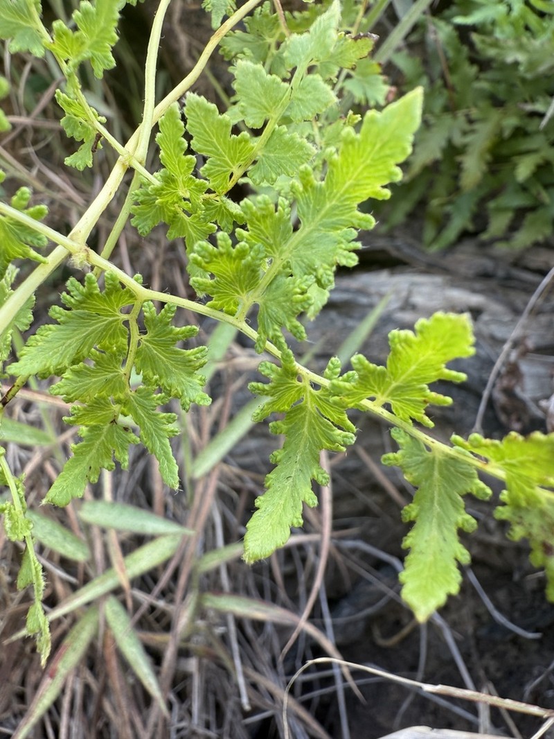 Lygodium lanceolatum photo 5
