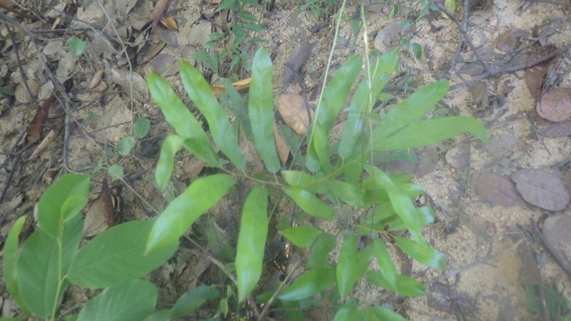 Lygodium lanceolatum photo 6