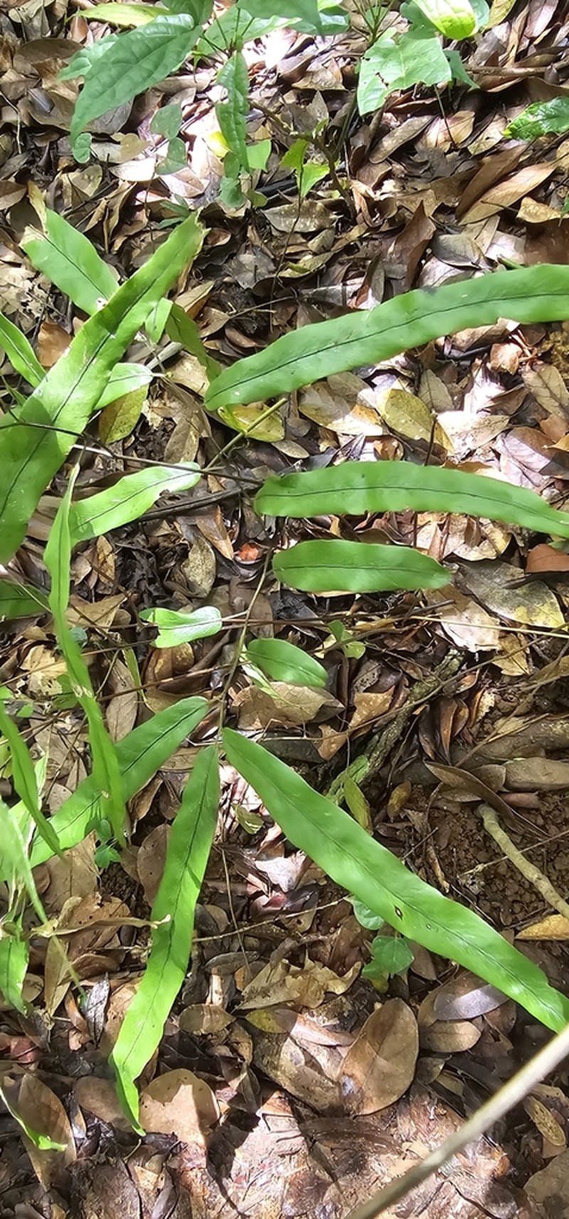 Lygodium lanceolatum photo 7