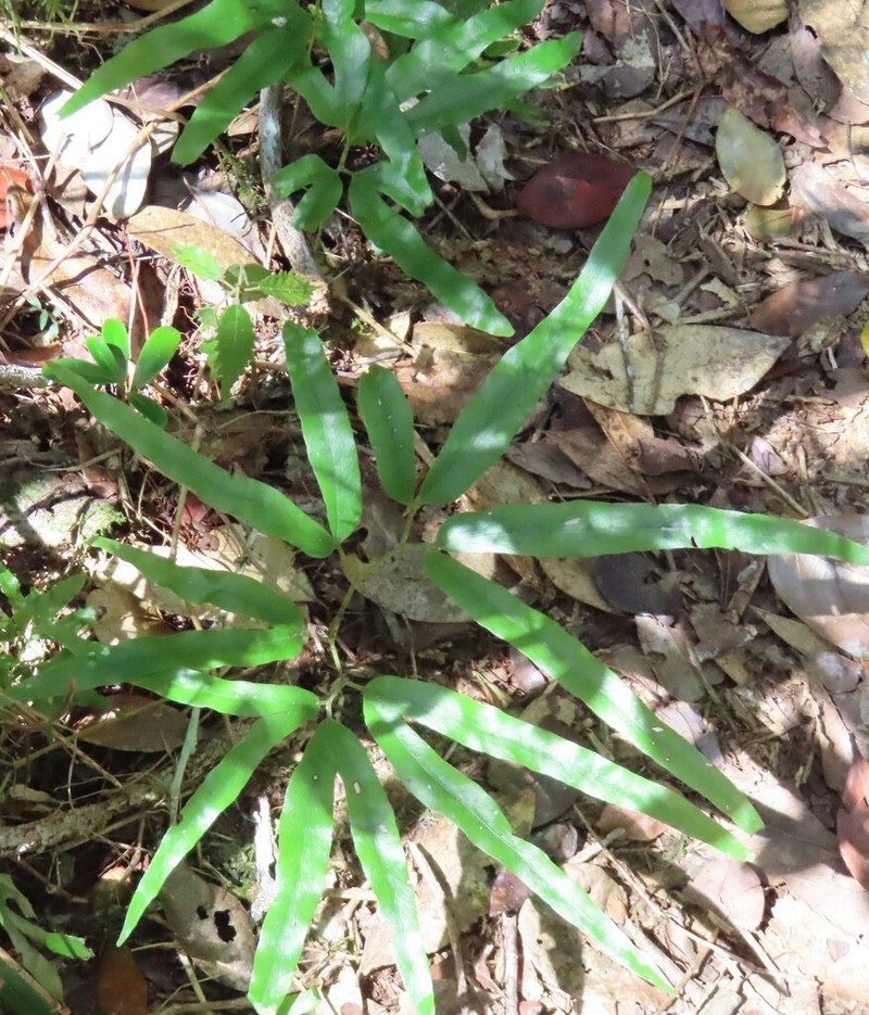 Lygodium lanceolatum photo 8