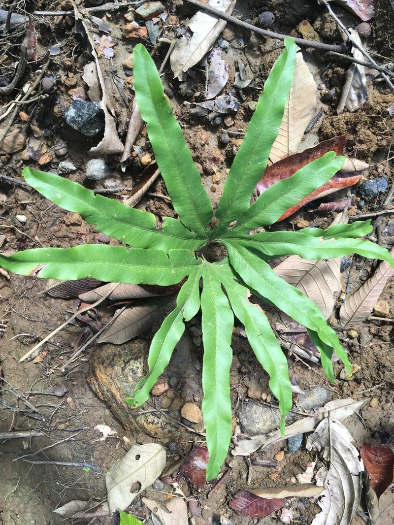 Lygodium longifolium