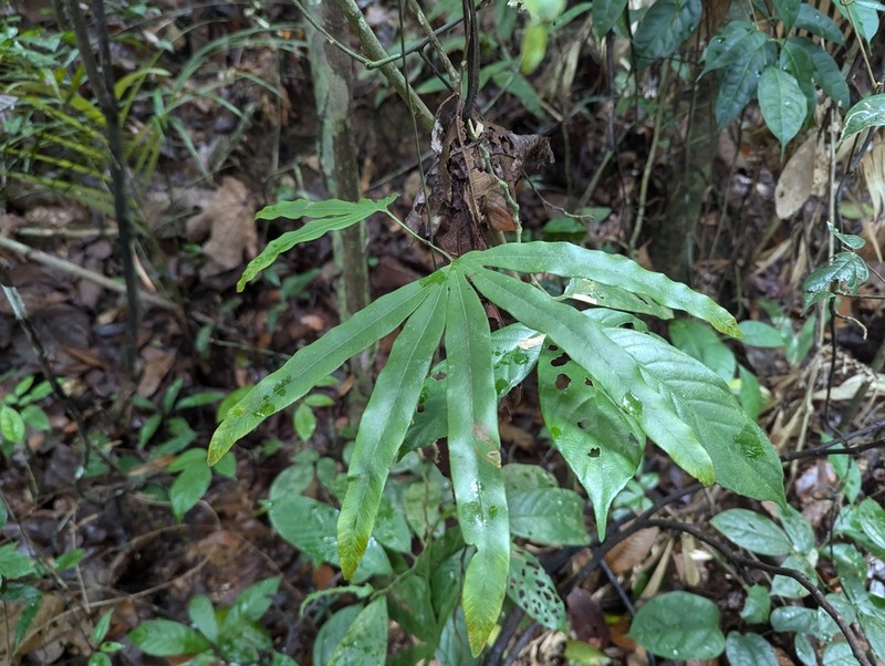 Lygodium longifolium photo 2