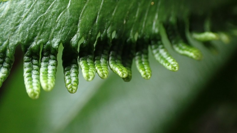 Lygodium longifolium photo 3