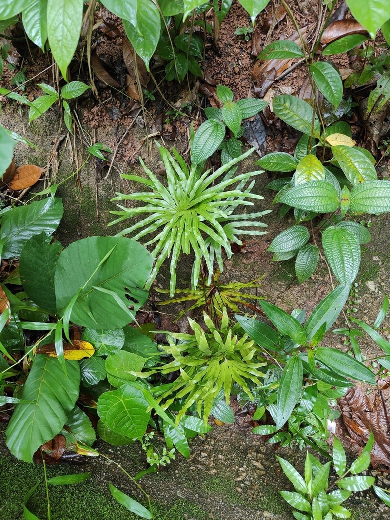 Lygodium longifolium photo 4
