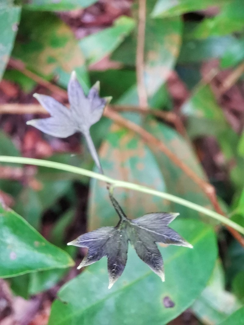 Lygodium longifolium photo 5