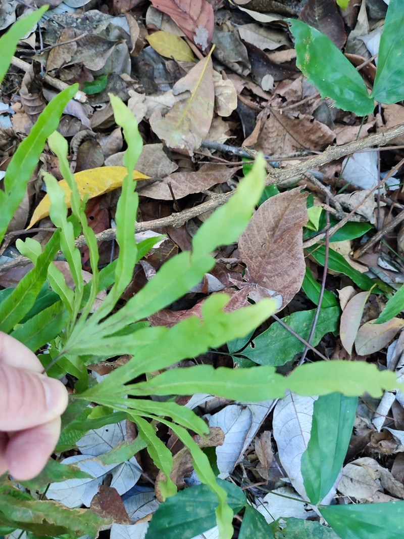 Lygodium longifolium photo 6