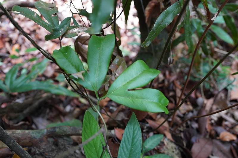 Lygodium longifolium photo 7