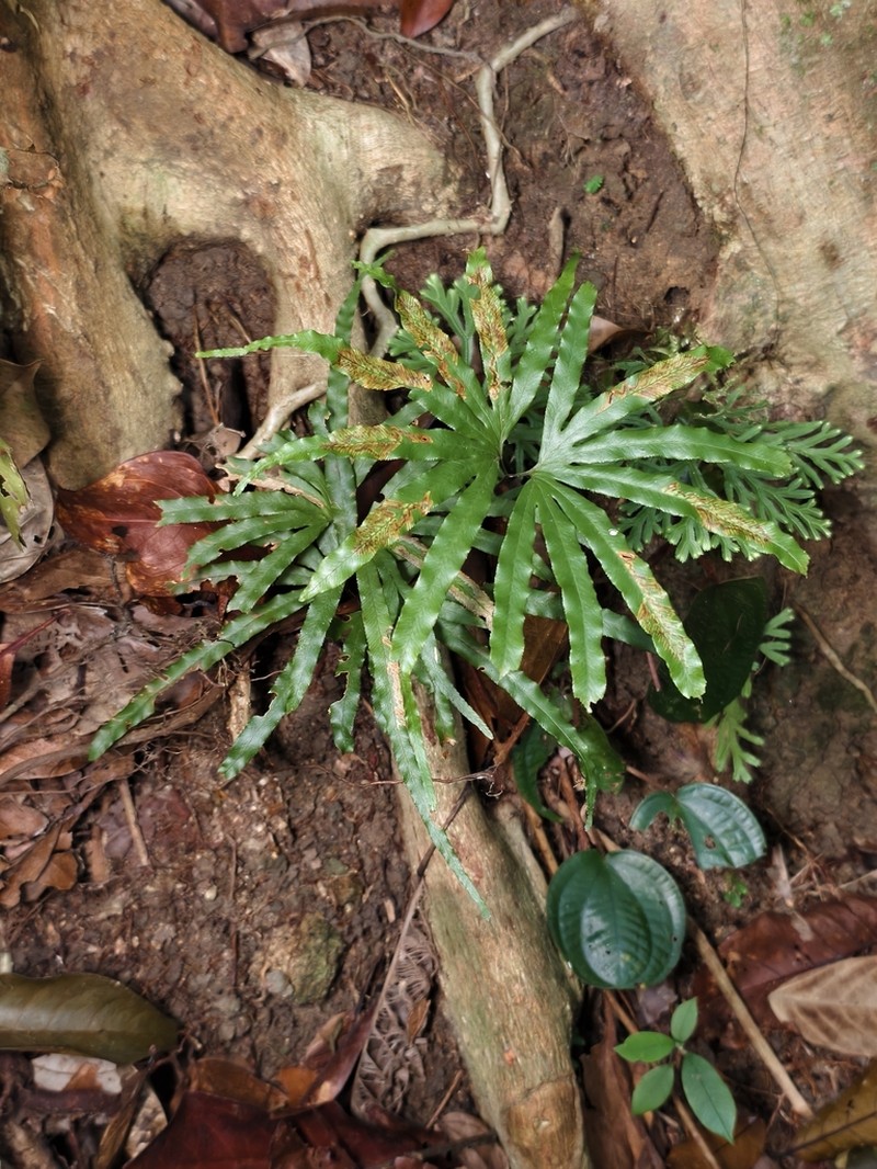 Lygodium longifolium photo 8