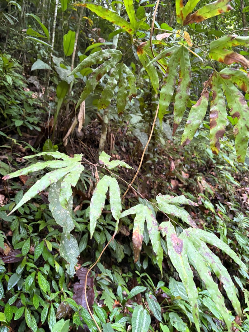 Lygodium merrillii