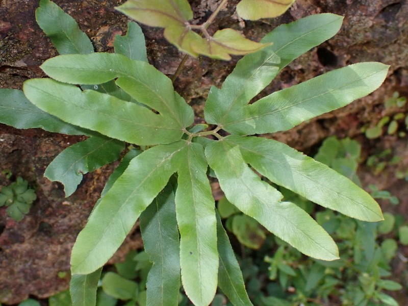 Lygodium merrillii photo 2