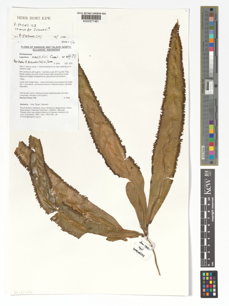 Lygodium merrillii photo 5