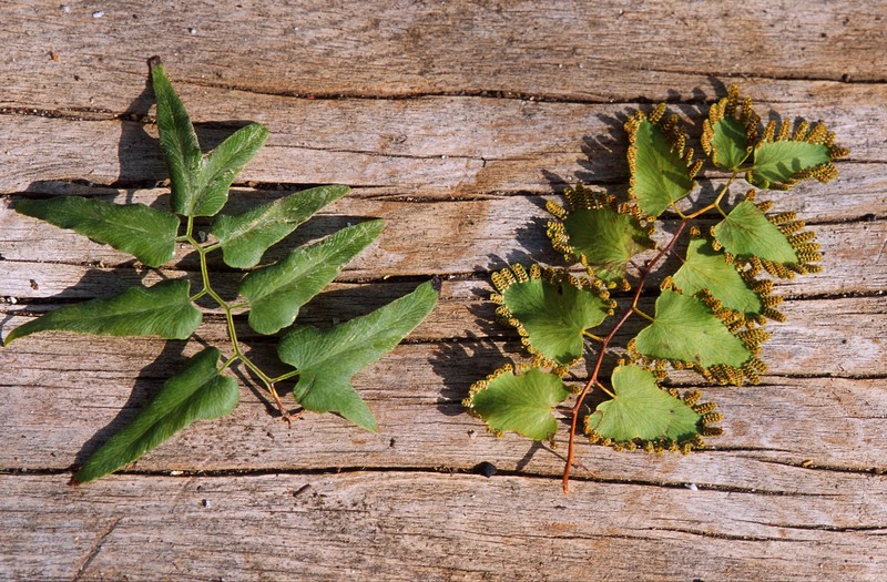 Small-Leaf Climbing Fern