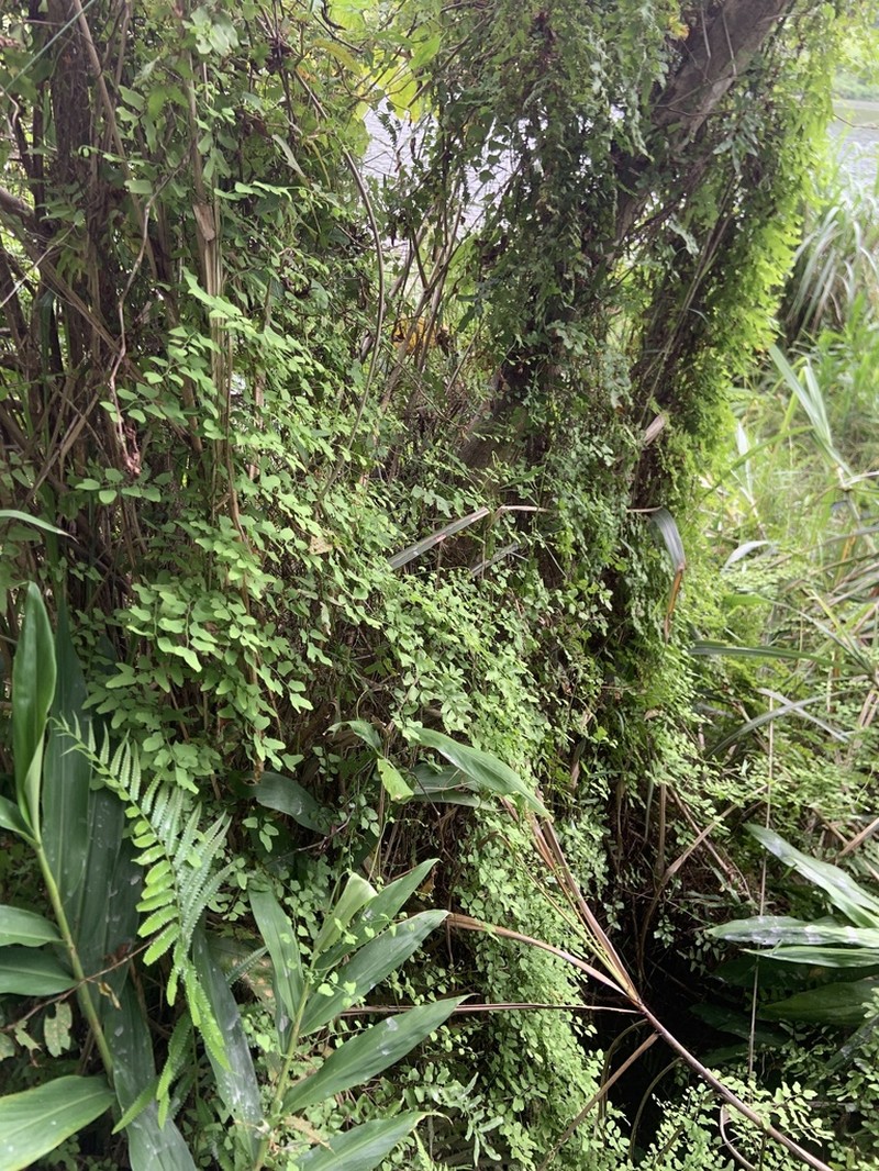 Small-Leaf Climbing Fern photo 2