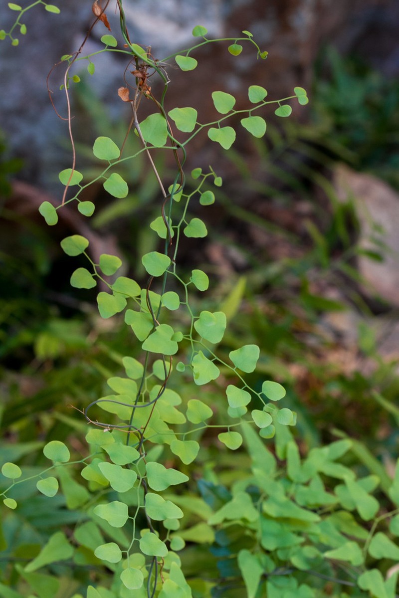 Small-Leaf Climbing Fern photo 3
