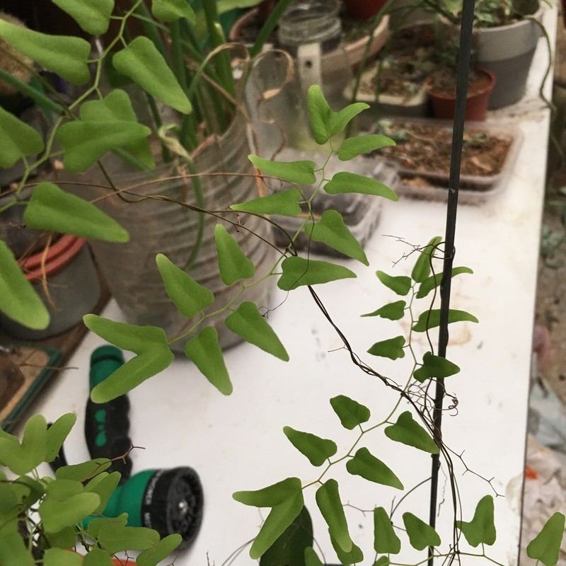 Small-Leaf Climbing Fern photo 4
