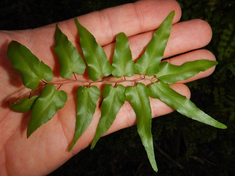 Small-Leaf Climbing Fern photo 6