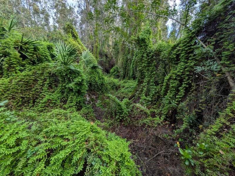 Small-Leaf Climbing Fern photo 7