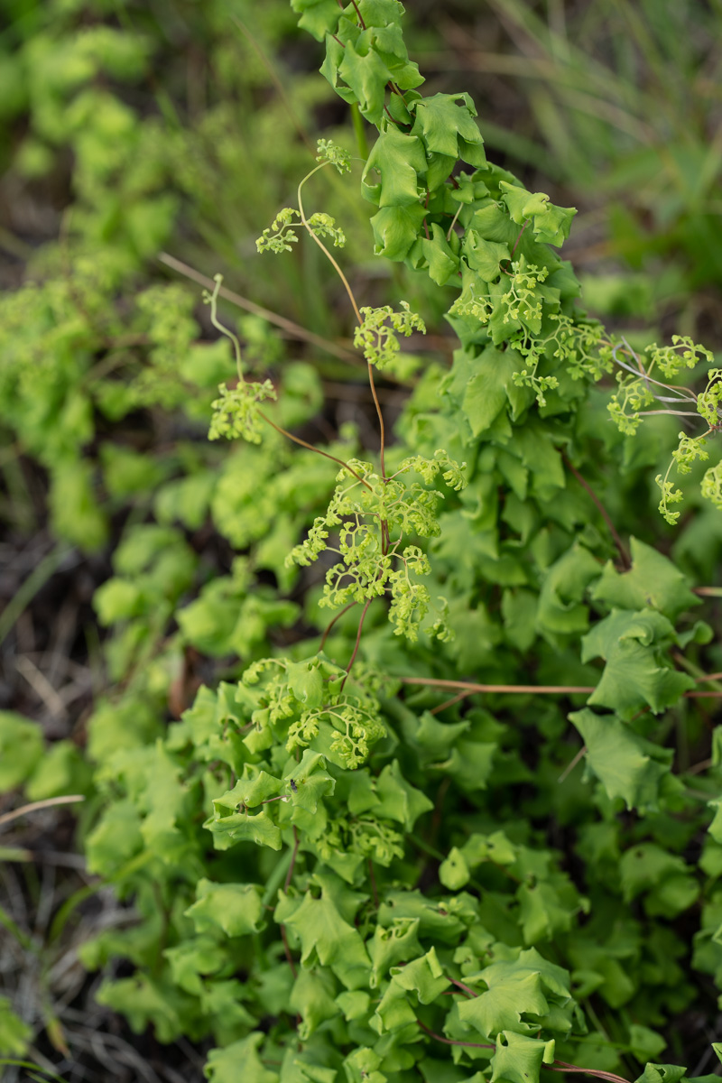 American Climbing Fern