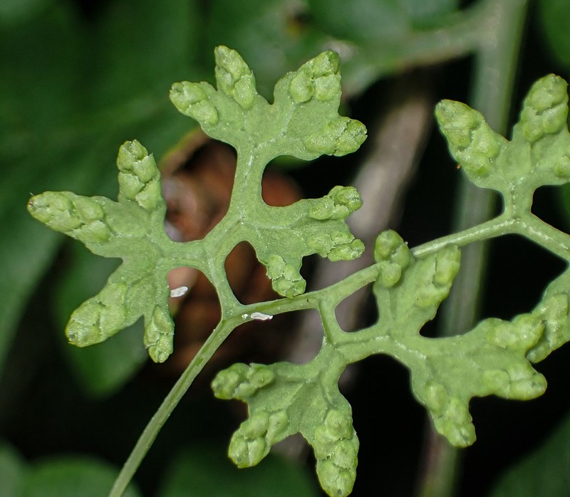 American Climbing Fern photo 2