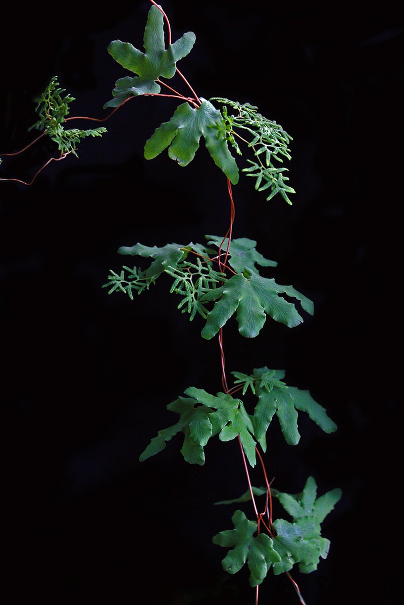 American Climbing Fern photo 3