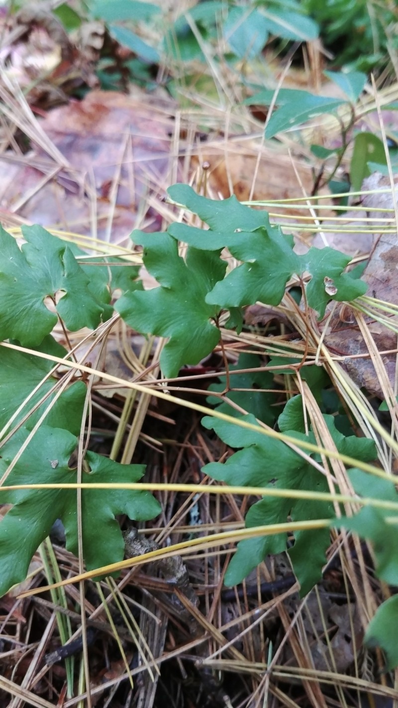 American Climbing Fern photo 4