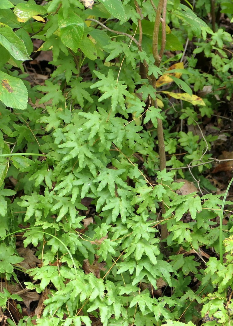 American Climbing Fern photo 5