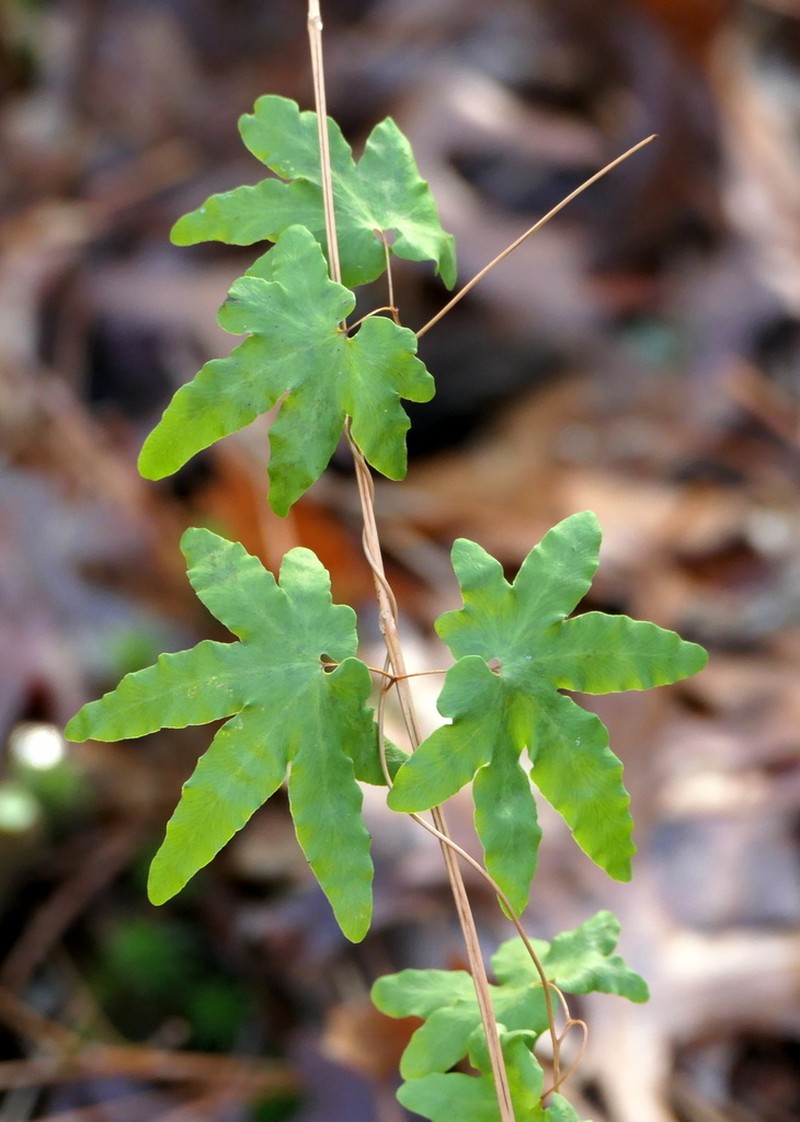 American Climbing Fern photo 6