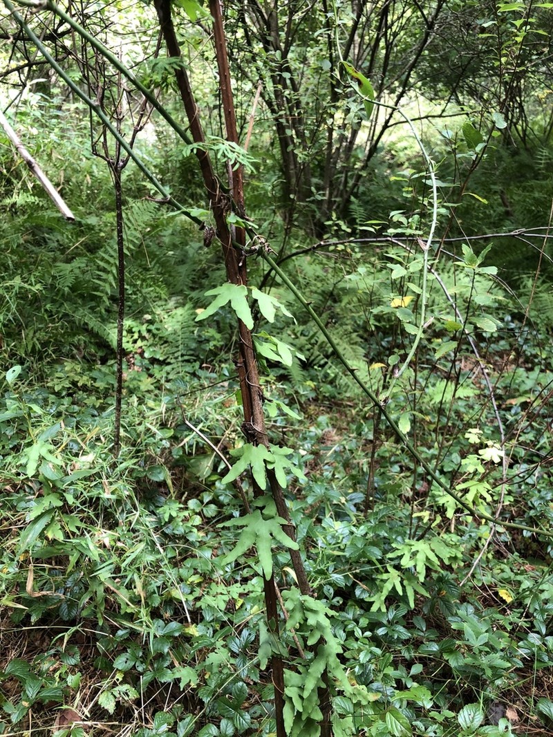 American Climbing Fern photo 7