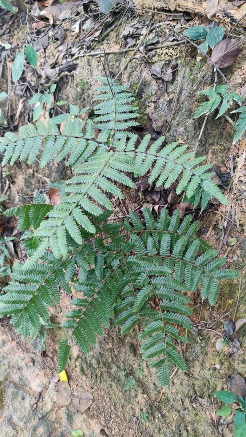 Lygodium polystachyum photo 2