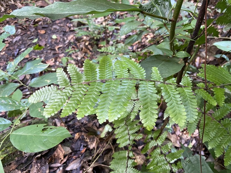 Lygodium polystachyum photo 3