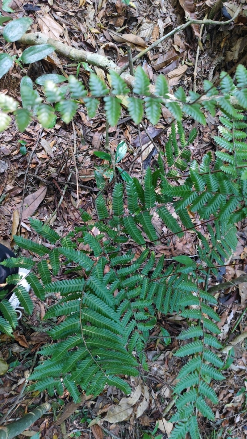 Lygodium polystachyum photo 4