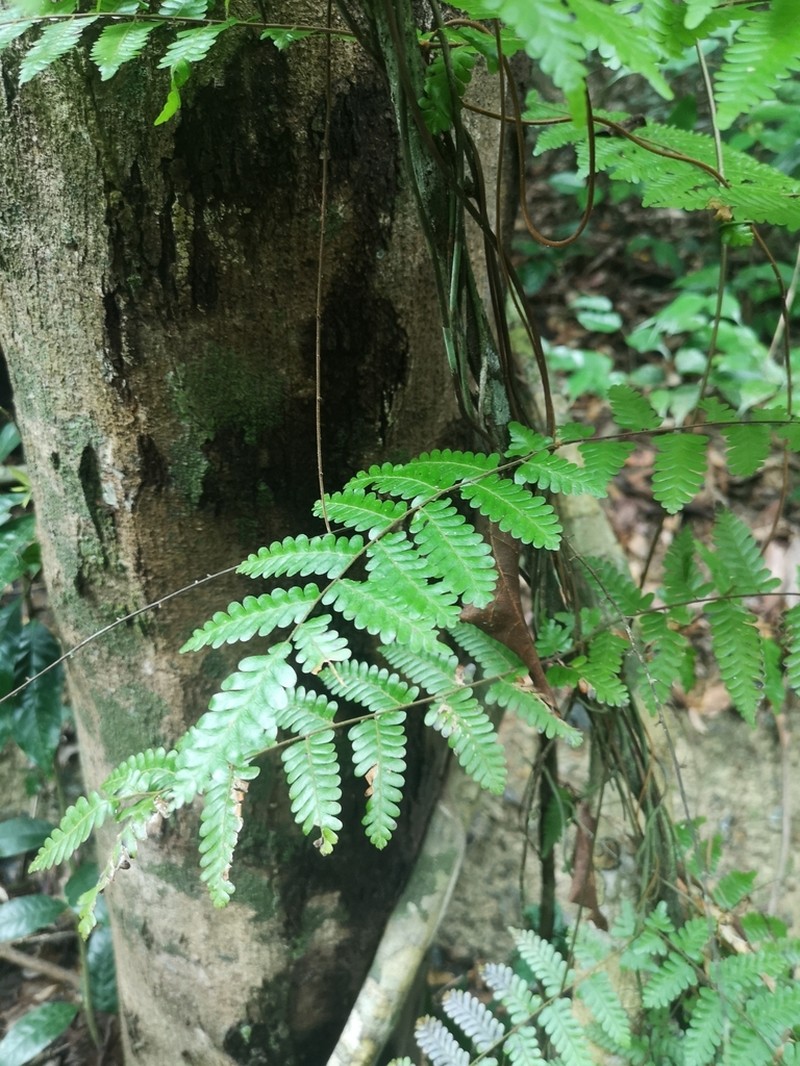 Lygodium polystachyum photo 5