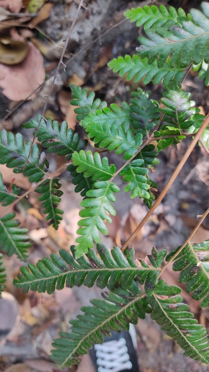 Lygodium polystachyum photo 6