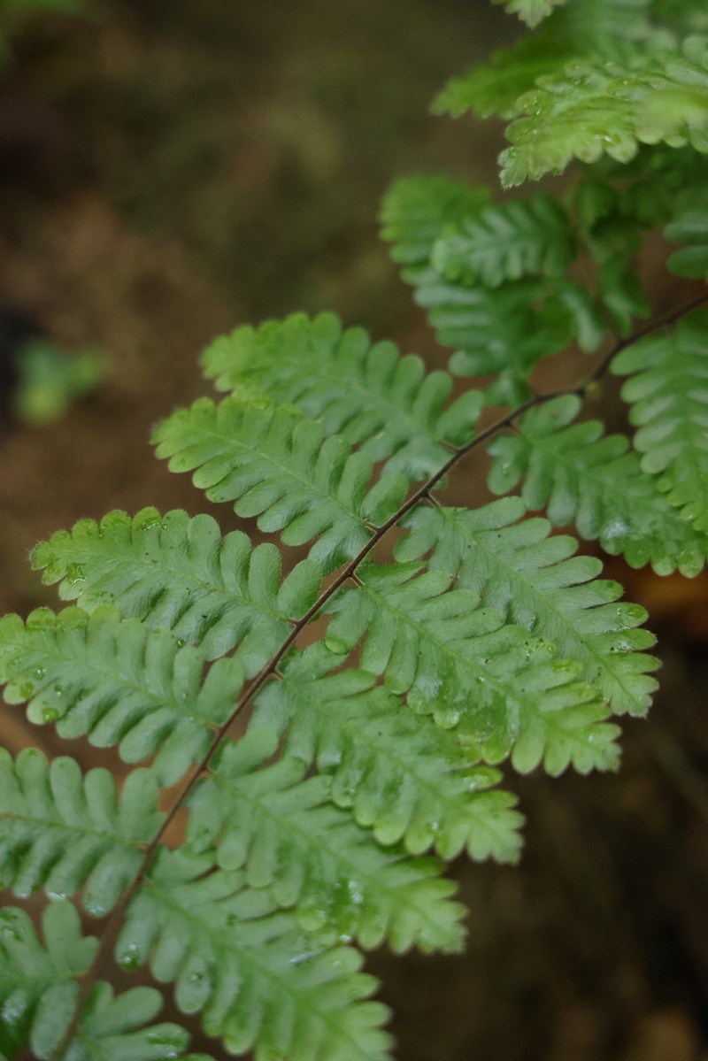 Lygodium polystachyum photo 7