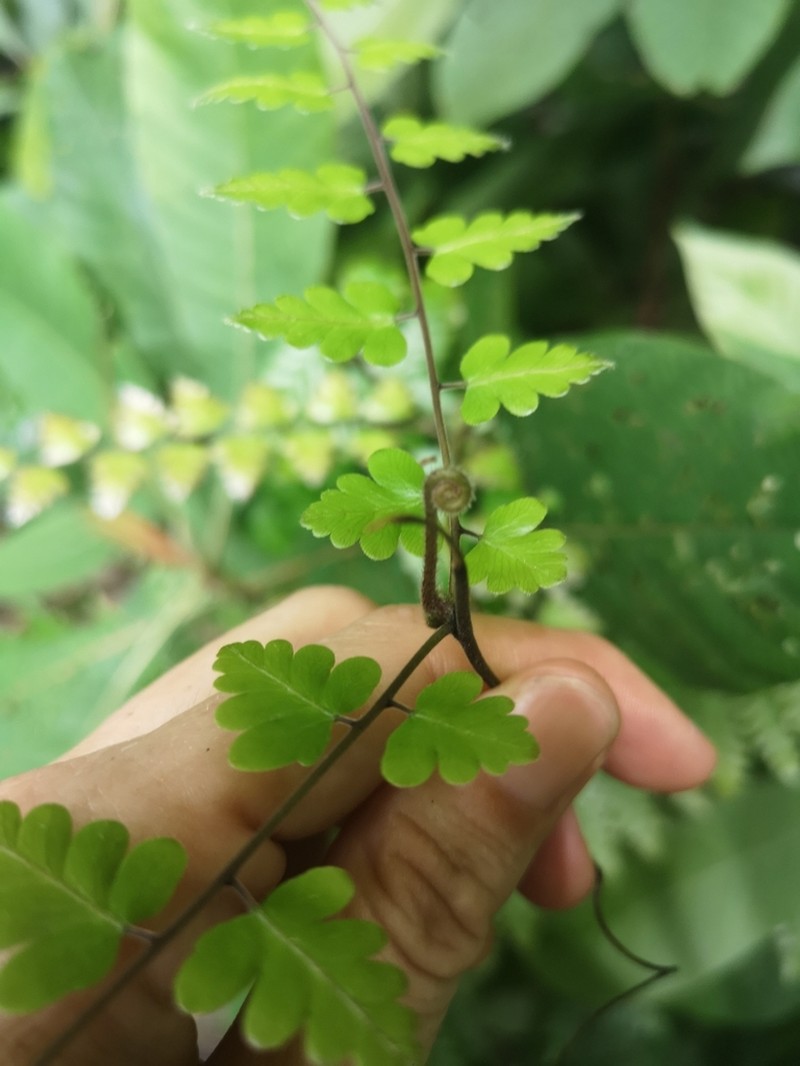 Lygodium polystachyum photo 8