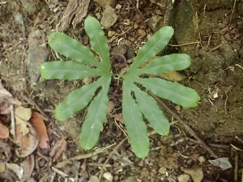 Lygodium radiatum