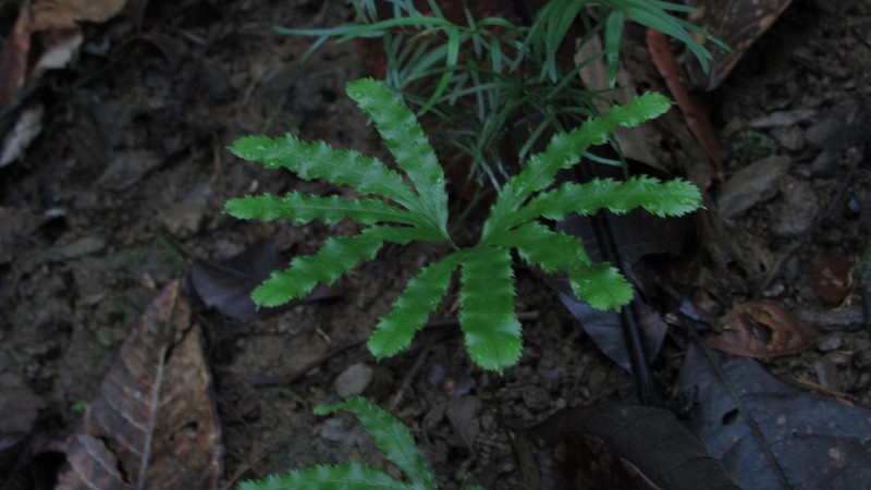 Lygodium radiatum photo 2